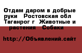 Отдам даром в добрые руки - Ростовская обл., Таганрог г. Животные и растения » Собаки   